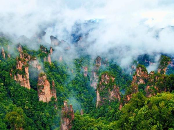 白皮松最新价格表及自然美景探索之旅，寻找内心平和的旅程